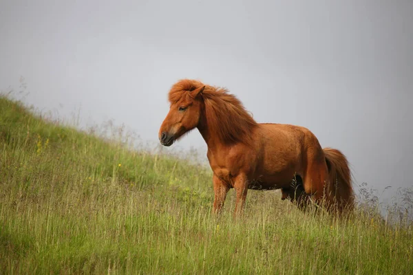 Islandshäst Vid Vild Natur Dagtid Utsikt — Stockfoto
