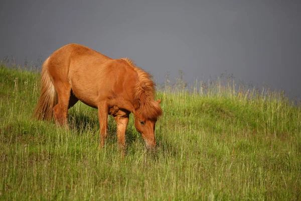 Исландская Лошадь Дикой Природе Дневной Вид — стоковое фото