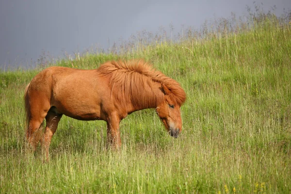 Icelandic horse at wild nature, daytime view