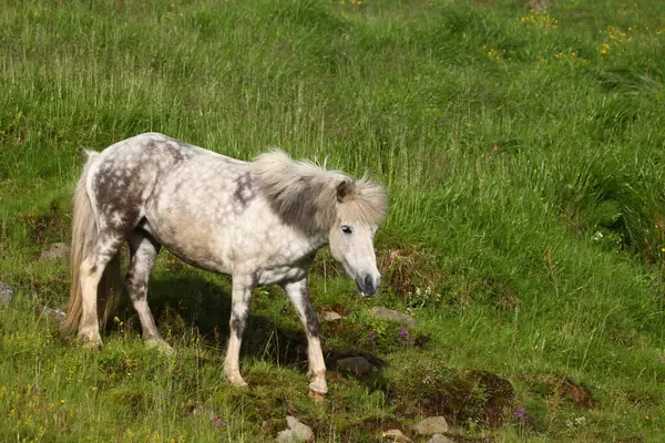 アイスランドの馬 野生の自然 昼間の景色 — ストック写真