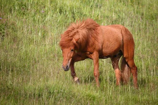 Cavallo Islandese Nella Natura Selvaggia Vista Diurna — Foto Stock