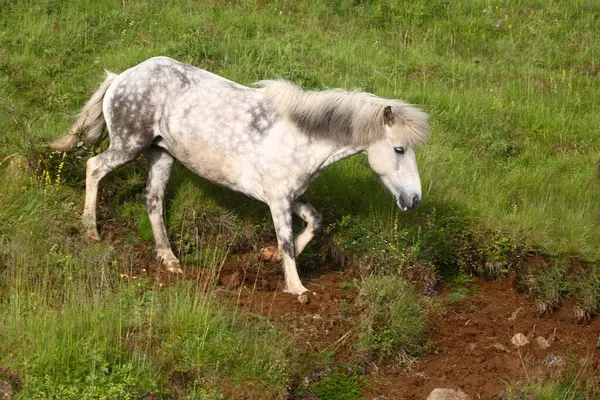 Icelandic horse at wild nature, daytime view
