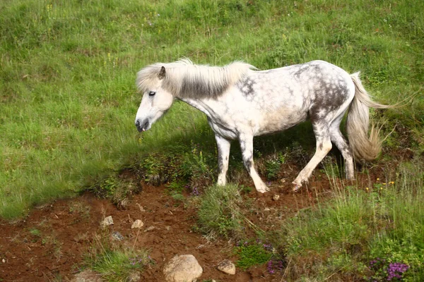 Icelandic horse at wild nature, daytime view