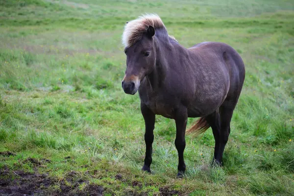 アイスランドの馬 野生の自然 昼間の景色 — ストック写真