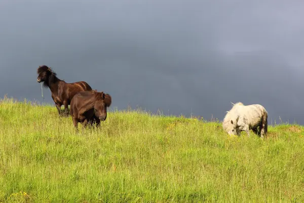 Islandshästar Vild Natur Dagtid Utsikt — Stockfoto