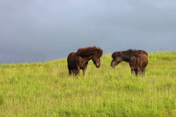 冰岛野马 白天观赏 — 图库照片