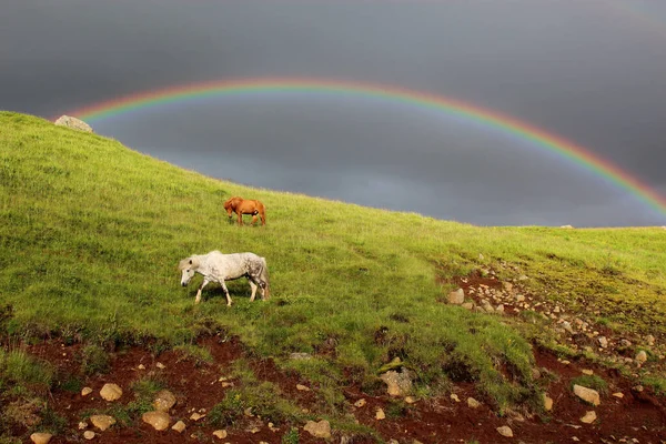 Icelandic Horses Wild Nature Daytime View — Stock Photo, Image