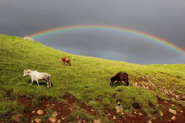 Icelandic horses at wild nature, daytime view