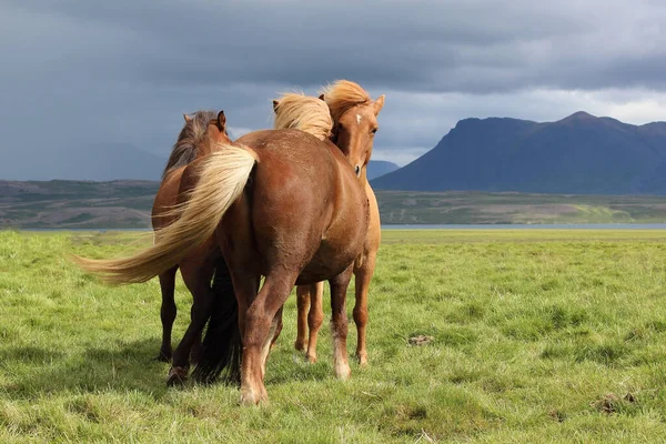 Icelandic Horses Wild Nature Daytime View — Stock Photo, Image