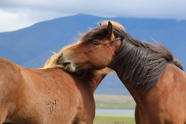 冰岛野马 白天观赏 — 图库照片