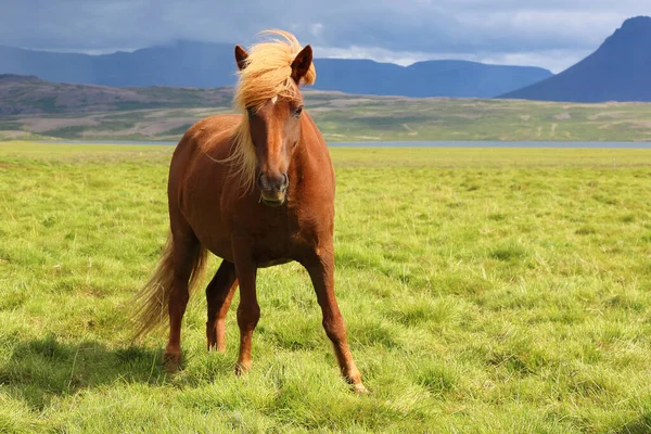 Icelandic horse at wild nature, daytime view