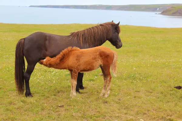 Islandshästar Vild Natur Dagtid Utsikt — Stockfoto