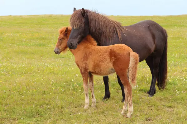 Cavalos Islandeses Natureza Selvagem Vista Diurna — Fotografia de Stock