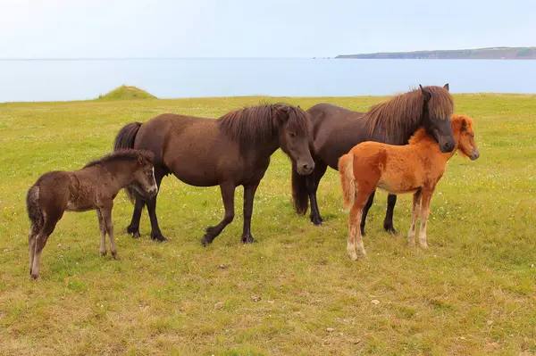 Icelandic horses at wild nature, daytime view