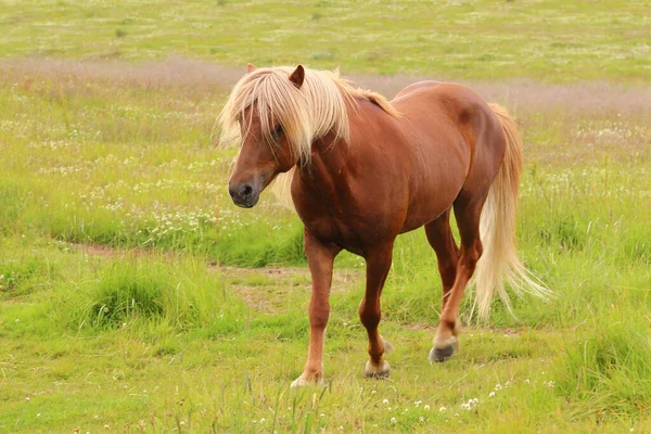 Islandpferd Wilder Natur Tagesblick — Stockfoto