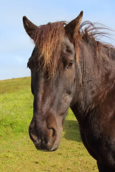 Исландская Лошадь Дикой Природе Дневной Вид — стоковое фото