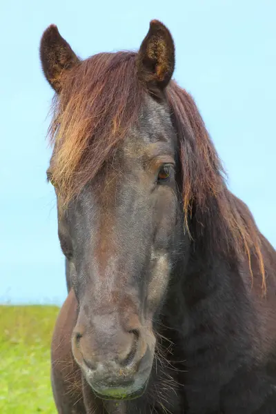 Islandshäst Vid Vild Natur Dagtid Utsikt — Stockfoto