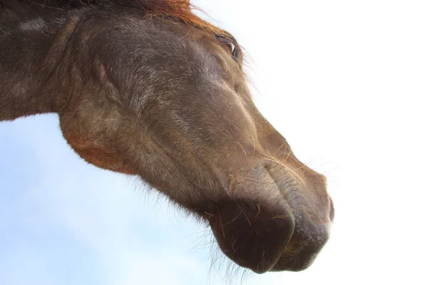 Icelandic Horse Wild Nature Daytime View — Stock Photo, Image