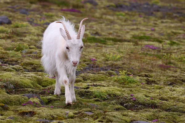 緑色の牧草地でアイスランドのヤギ — ストック写真