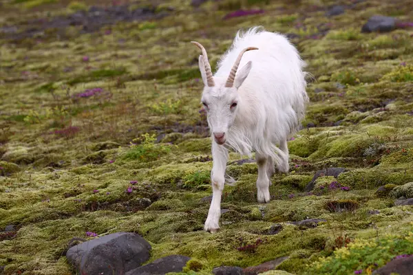 冰岛山羊在绿地放牧 — 图库照片