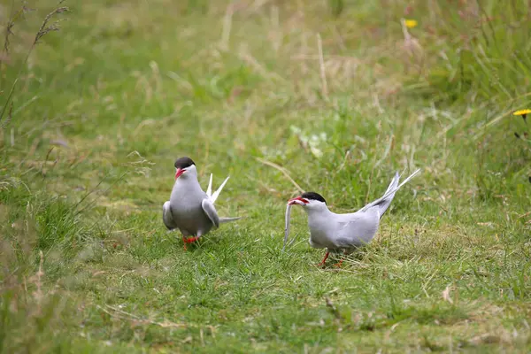 Arctic Tern Wild Nature Daytime Shot — Stock Photo, Image