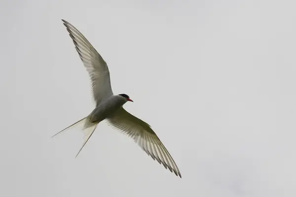 Arktik Deniz Kırlangıcı Vahşi Doğada Gündüz Vuruşu — Stok fotoğraf