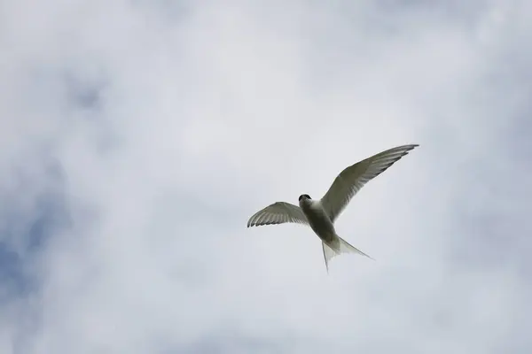 Arctic Tern Wild Nature Daytime Shot — Stock Photo, Image