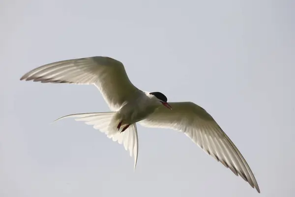 Ijsstern Wilde Natuur Overdag Geschoten — Stockfoto