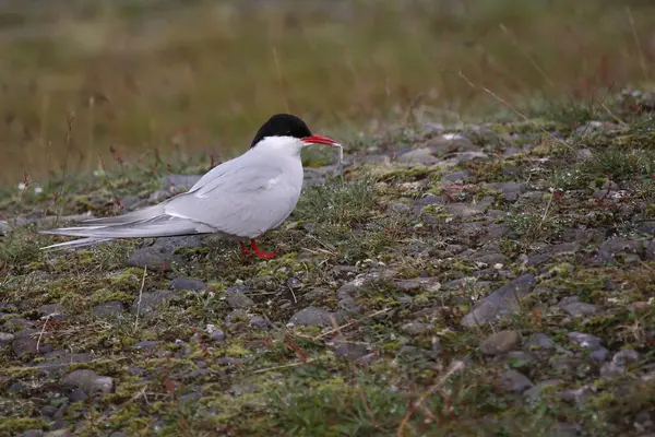 Ijsstern Wilde Natuur Overdag Geschoten — Stockfoto