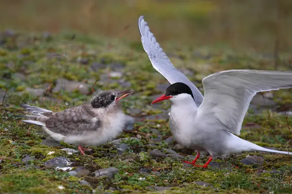 Arctic Tern Wild Nature Daytime Shot — Stock Photo, Image