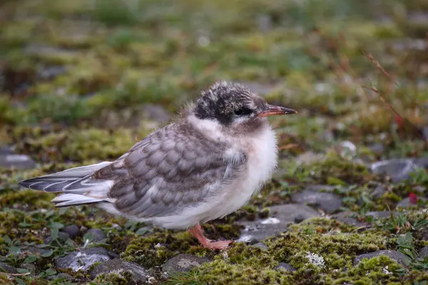 Arktisk Tärna Vild Natur Dagtid Skjuten — Stockfoto