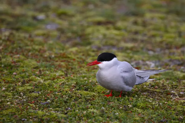 Sterne Arctique Nature Sauvage Prise Vue Jour — Photo