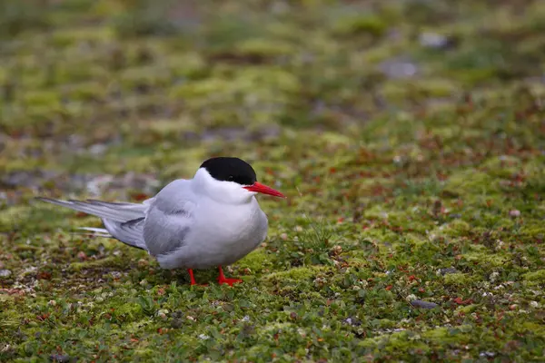 Arktisk Tärna Vild Natur Dagtid Skjuten — Stockfoto