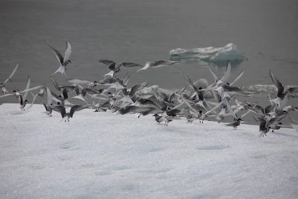 Sterne Arctique Nature Sauvage Prise Vue Jour — Photo