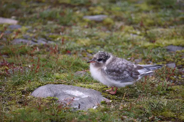 Sterne Arctique Nature Sauvage Prise Vue Jour — Photo