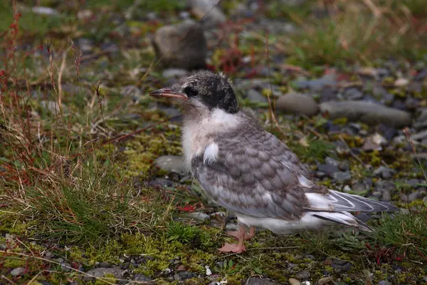 Arktisk Tärna Vild Natur Dagtid Skjuten — Stockfoto