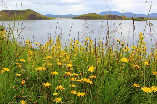 Flowers Plants Shore Myvatn Lake — Stock Photo, Image