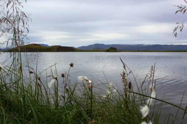 Fleurs Plantes Sur Rive Lac Myvatn — Photo