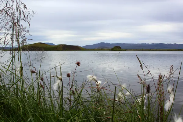 Fleurs Plantes Sur Rive Lac Myvatn — Photo