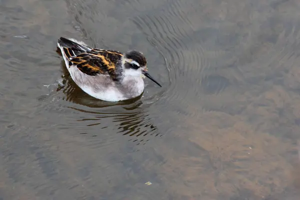 Red Necked Phalarope Phalaropus Lobatus Small Wader Breeds Arctic Regions — Stock Photo, Image