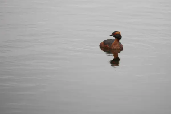 Rohatý Grebe Podiceps Auritus Šlechtění Peří — Stock fotografie