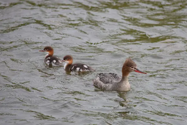 Horned Grebes Family Podiceps Auritus Swimming River Daytime — Stock Photo, Image