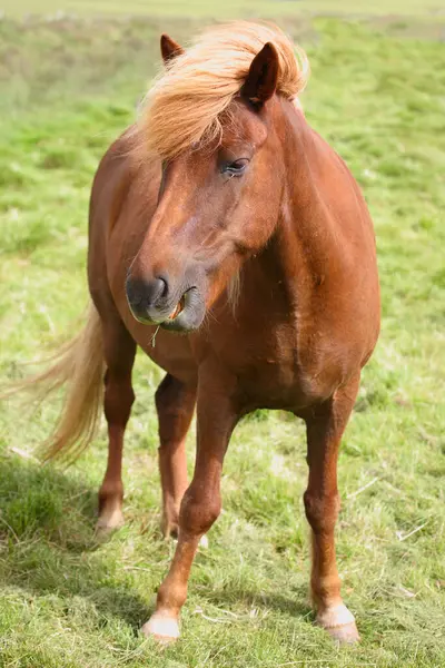 Icelandic Horse Wild Nature Daytime View Stock Image