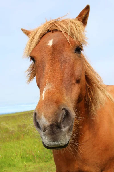 Icelandic Horse Wild Nature Daytime View Stock Photo