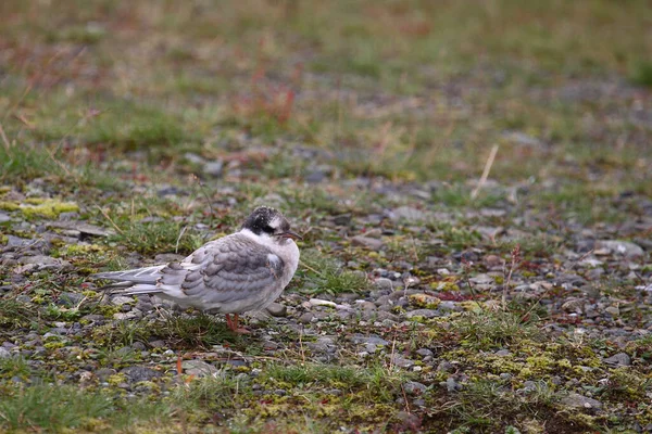 Arctic Tern Wild Nature Daytime Shot — Stock Photo, Image