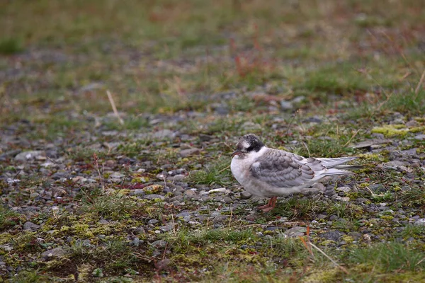 Arctic Tern Wild Nature Daytime Shot — Stock Photo, Image