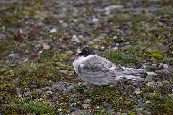 Arctic Tern Wild Nature Daytime Shot — Stock Photo, Image