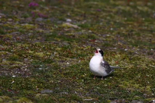 Arctic Tern Wild Nature Daytime Shot — Stock Photo, Image