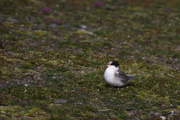 Arctic Tern Wild Nature Daytime Shot — Stock Photo, Image