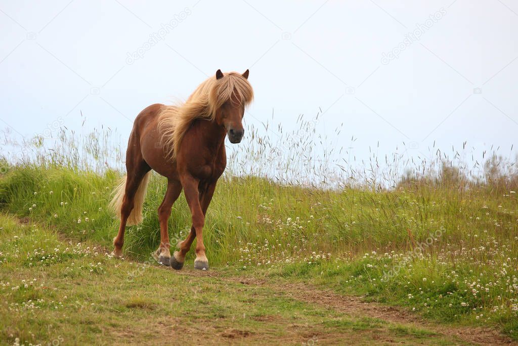 Icelandic horse at wild nature, daytime view 